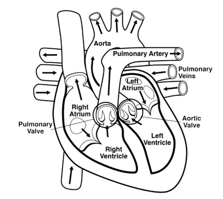 labeled heart diagram